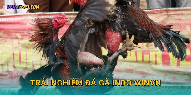 Trải nghiệm đá gà Indo WINVN