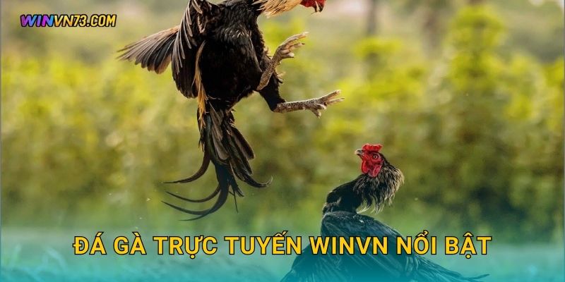 Đá gà trực tuyến WINVN nổi bật