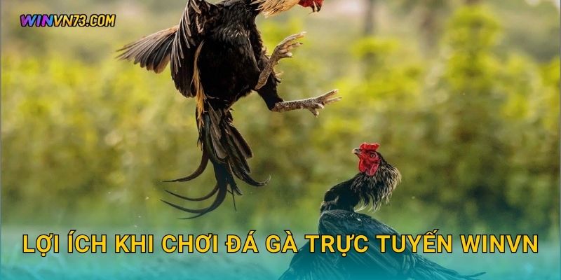 Lợi ích khi chơi đá gà trực tuyến WINVN