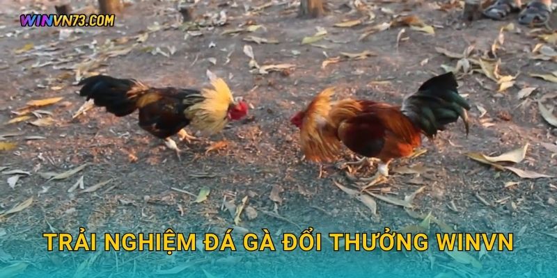 Trải nghiệm đá gà đổi thưởng WINVN