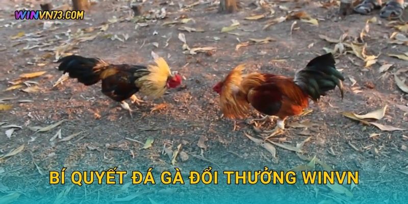 Bí quyết đá gà đổi thưởng WINVN