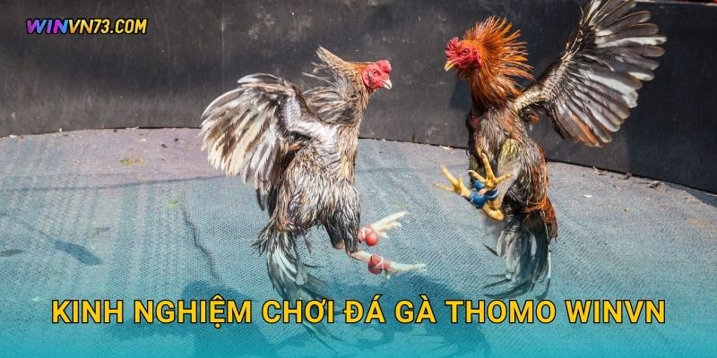 Kinh nghiệm chơi đá gà Thomo WINVN