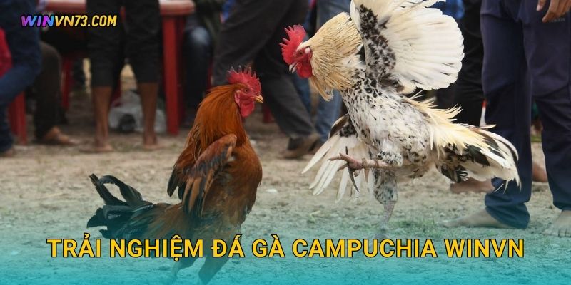 Trải nghiệm đá gà Campuchia WINVN