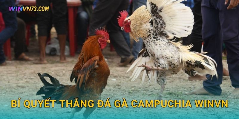 Bí quyết thắng đá gà Campuchia WINVN