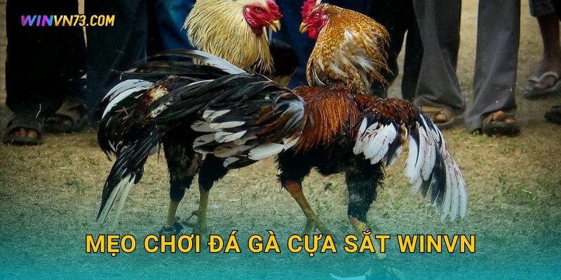 Mẹo chơi đá gà cựa sắt WINVN