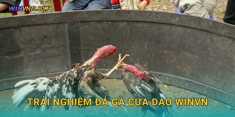 Trải nghiệm đá gà cựa dao WINVN