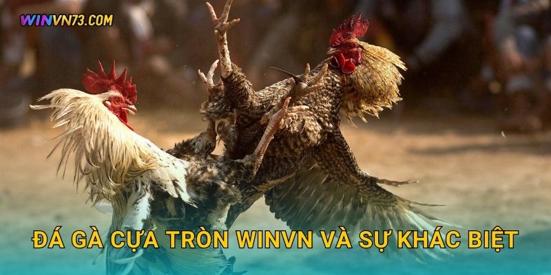 Đá gà cựa tròn WINVN và sự khác biệt