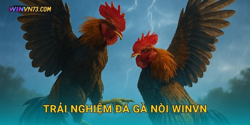 Trải nghiệm đá gà nòi WINVN