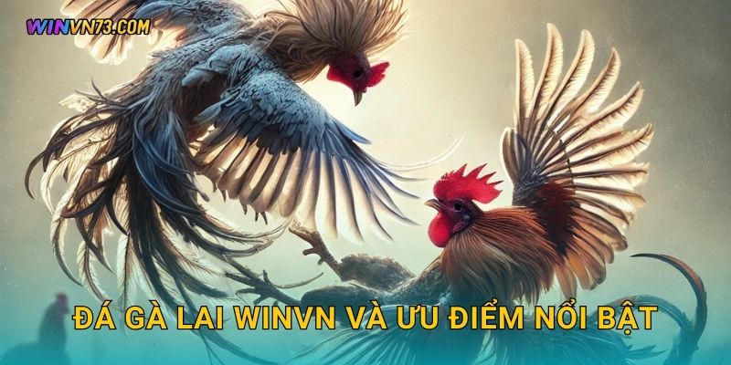 Đá gà lai WINVN và ưu điểm nổi bật