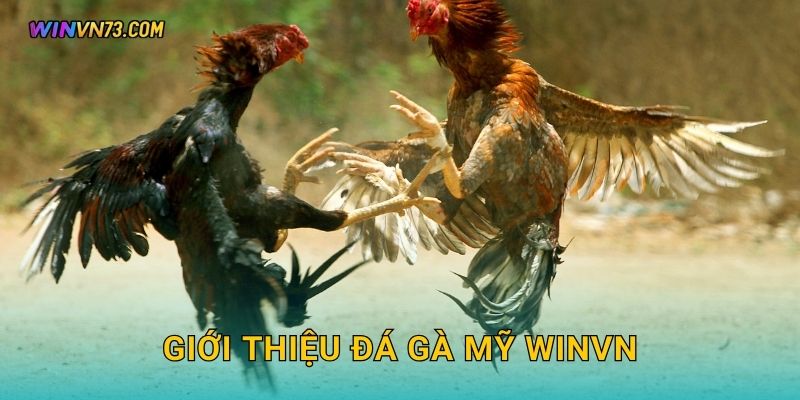 Giới thiệu đá gà Mỹ WINVN